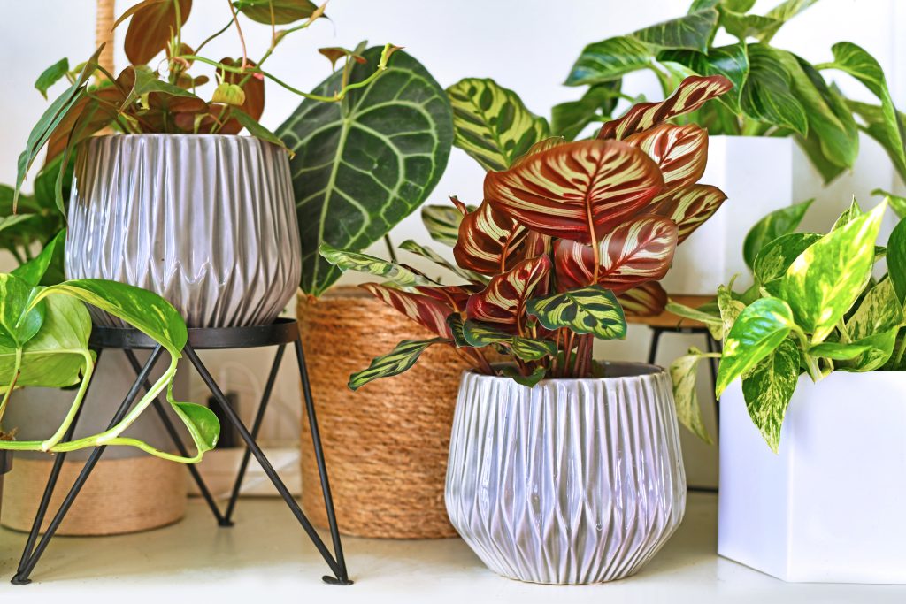 Horticultural